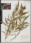 Foto von Salix acmophylla Boiss.